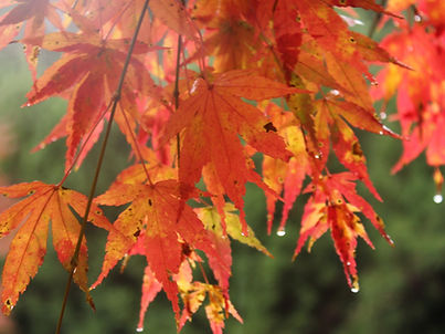 紅葉もみじ
