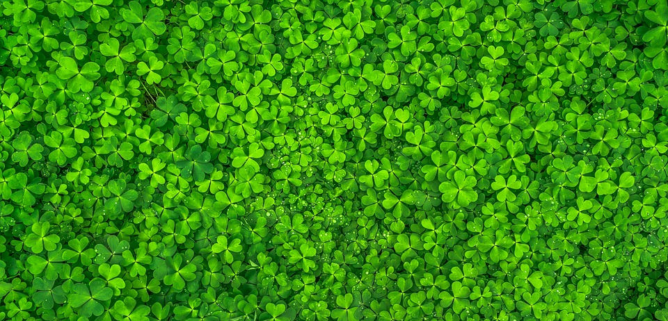 leaf-1482948_960_720.jpg