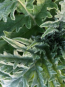 IMG_5593.jpeg