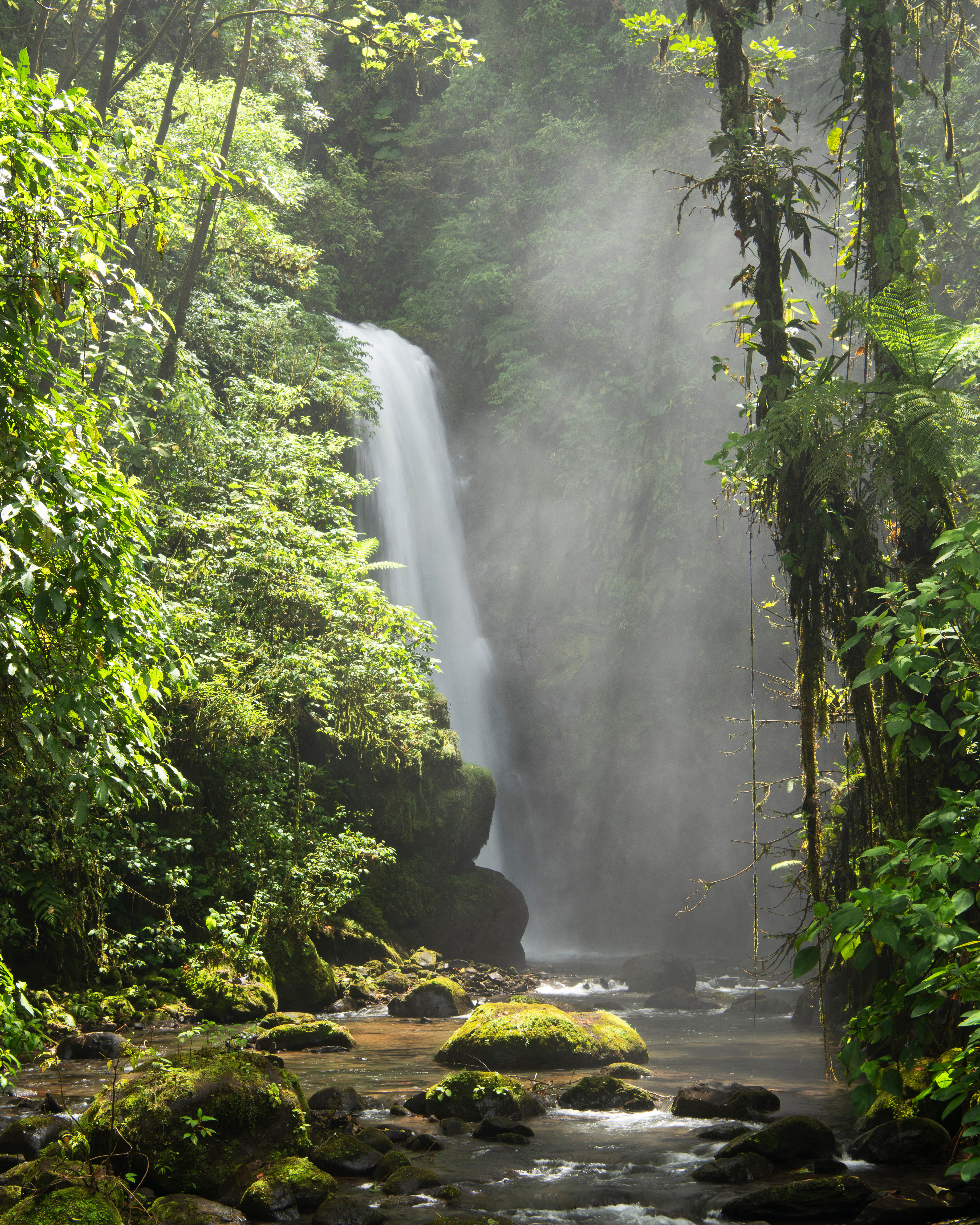 Cloud Forest Falls