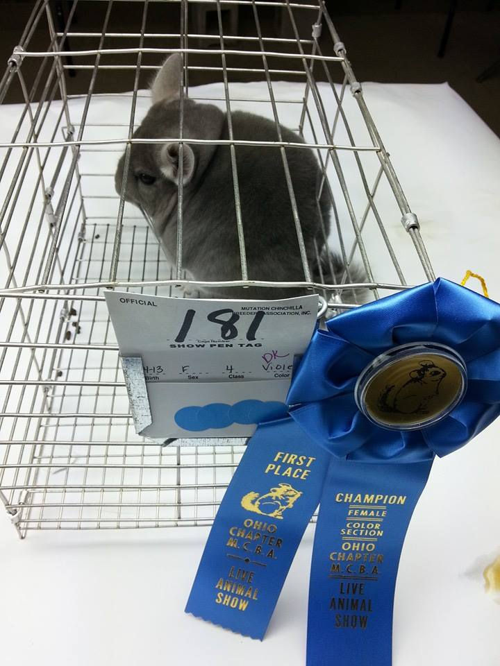 Cordelia MRCC C4 (Ohio Show)