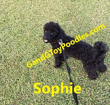 g & g toy poodles