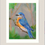 Thumbnail: 12x16" Premium Art Print - Bluebird