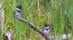 Belted Kingfishers