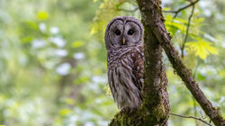 Barred Owl