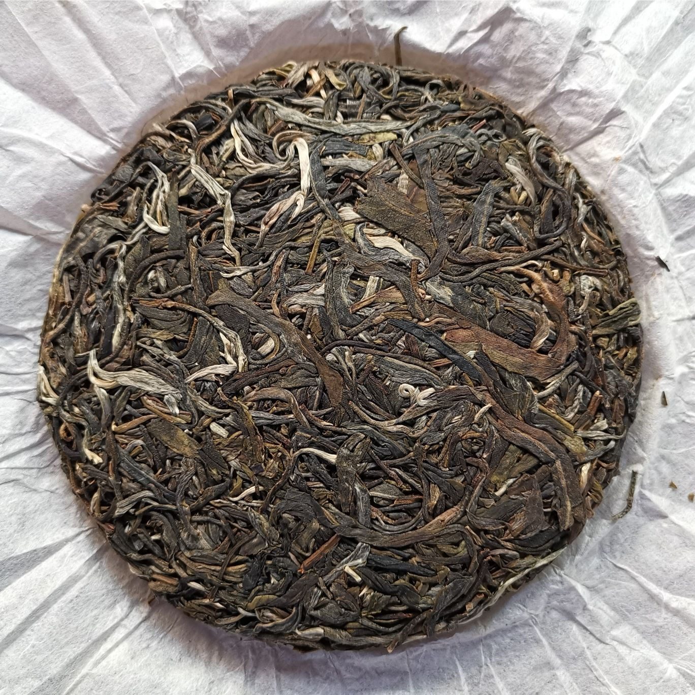 Chawangshu 茶王树 - 2019 Autumn Gushu (200g cake)