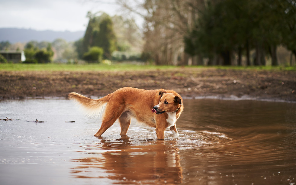 Dog Photographer.jpg