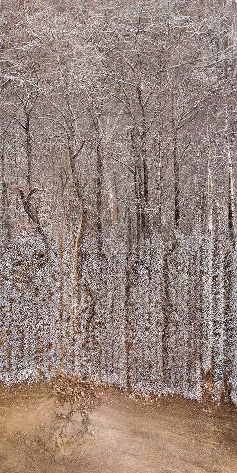 שוליים של שדה כותנה ממבט על, מולחם לגזעי עצים מכוסים חלקית בשלג
