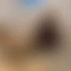 pochlachz/טובה גרטנר | פוחלץ