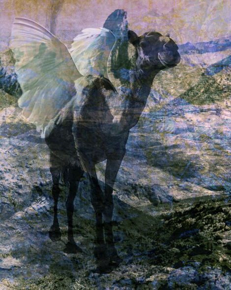 בתמונה מופיע גמל כהה עומד במדבר סלעי, מוקף בנוף הררי בגוונים כחולים, סגולים וחומים. פניו של הגמל מופנות מעט למעלה, כאילו הוא מריח את האוויר או מתבונן למרחק.

באופן קסום, מתוך גבו של הגמל יוצאות כנפיים שקופות ורכות, הדומות לכנפי ציפור או מלאך. הכנפיים משולבות עם הרקע, מה שמקנה לתמונה תחושה של יצור מיתולוגי או חלום מדברי.

הטקסטורה של התמונה מחוספסת עם שכבות צבע ועיבוד דיגיטלי המוסיפים מימד מסתורי, כאילו הסצנה מתרחשת בעולם אחר או בזיכרון מטושטש.