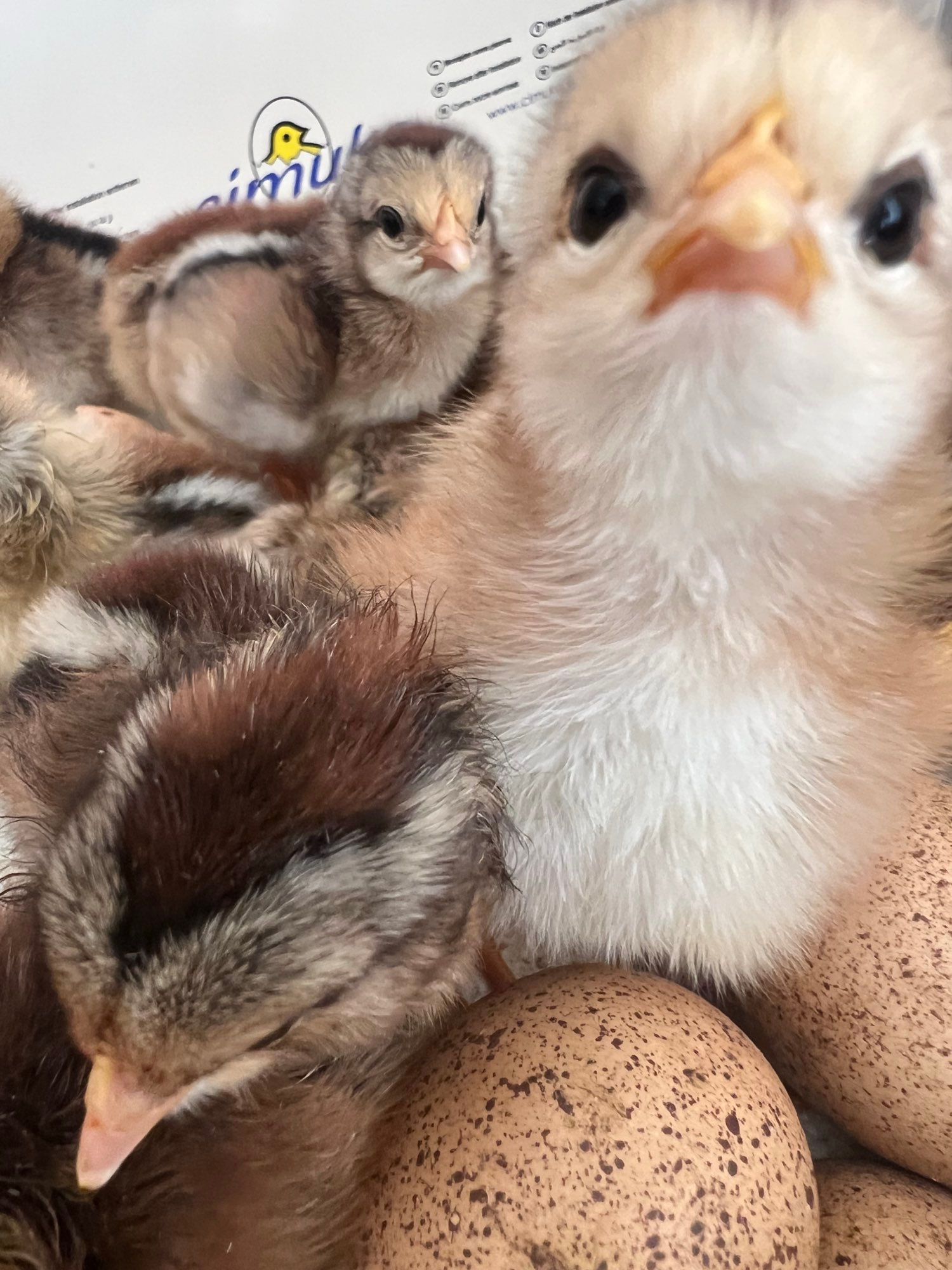 Chicks, Silver Welsummers