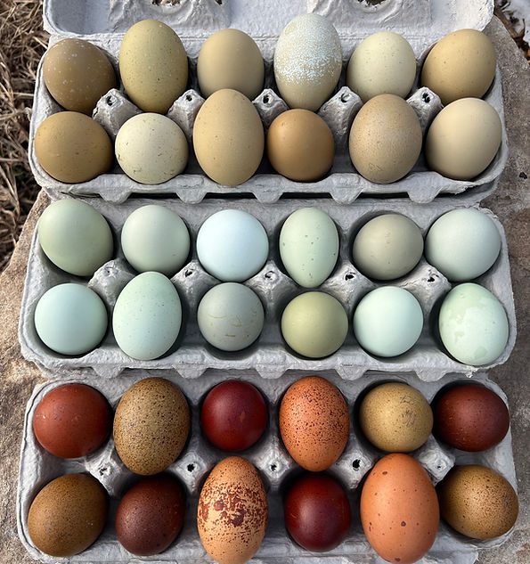 Hatching eggs collections.jpeg