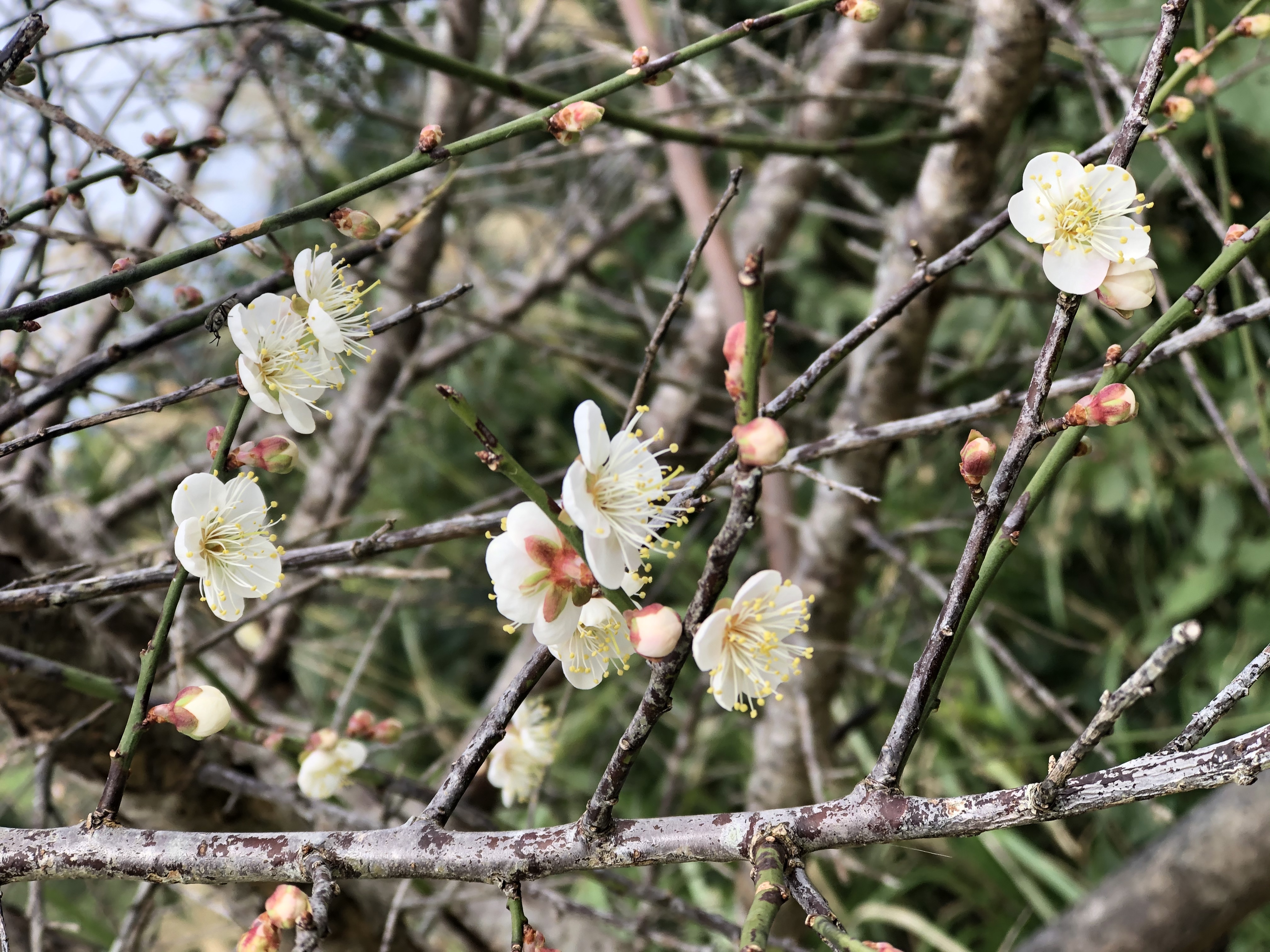 沖縄では桜がぽちぽち... content media