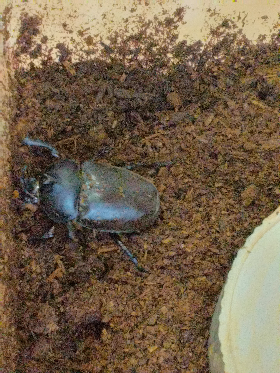 成虫のカブトムシだ