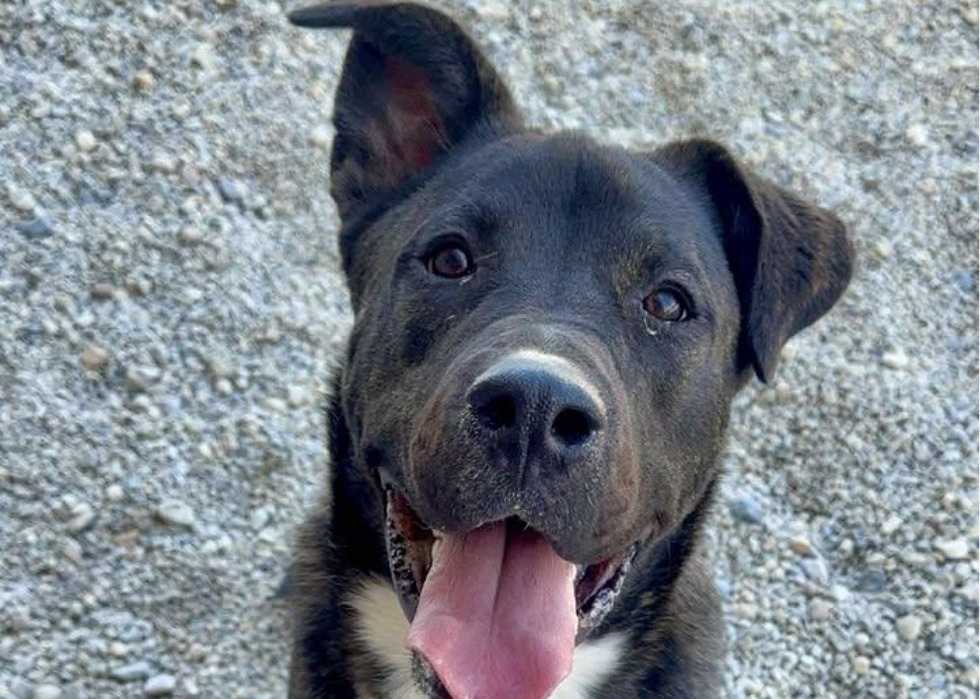 March 2026 Pet Adoption Highlight