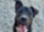 March 2026 Pet Adoption Highlight