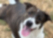 May 2025 Pet Adoption Highlight