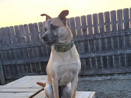 December 2025 Pet Adoption Highlight