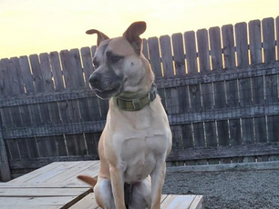 December 2025 Pet Adoption Highlight