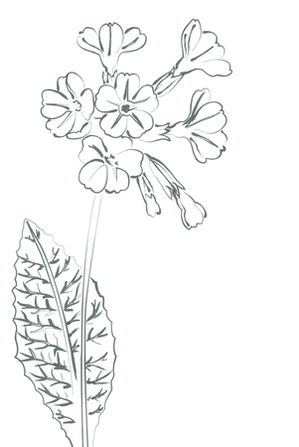Blume4_Grün.png