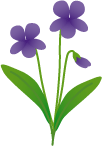 すみれイラスト.gif