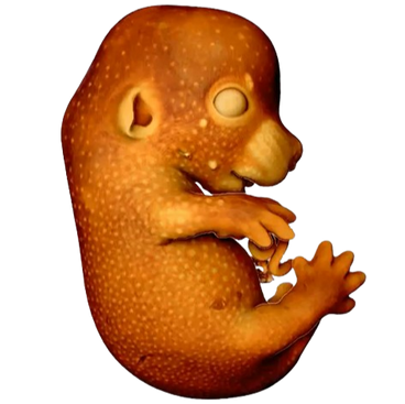 3D Embryonic Mouse Capture