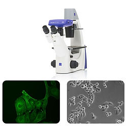 Primovert Inverted Microscope for Academia with fluorescence and phase contrast