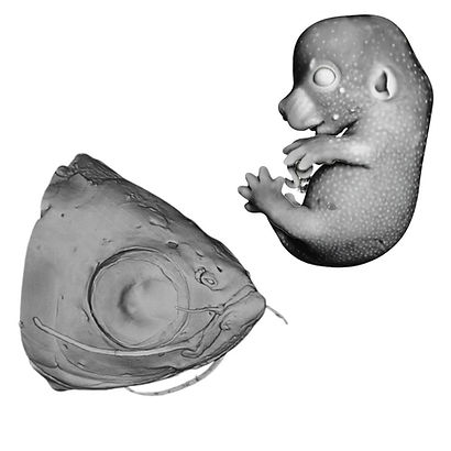 Zebrafish and Mouse Sample Imaged with High-Resolution Episcopic Microscopy in 3D Models