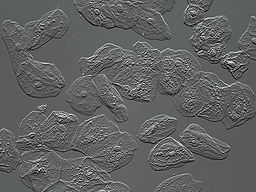 Jenoptik Microscope Camera Life Science Imaging