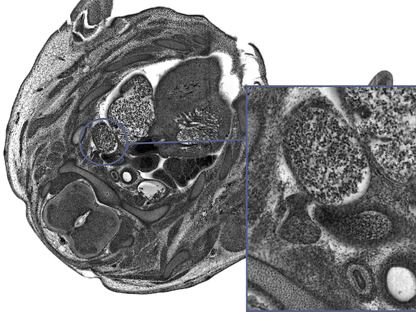HREM 3D embryonic mouse cross section captured with HREM morphology imaging system