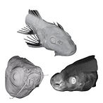 3D fish samples