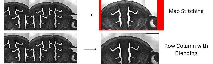 Stitched microscope image example showing blending