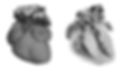 Optical HREM Heart 3D produced by OHEM micro SBF system