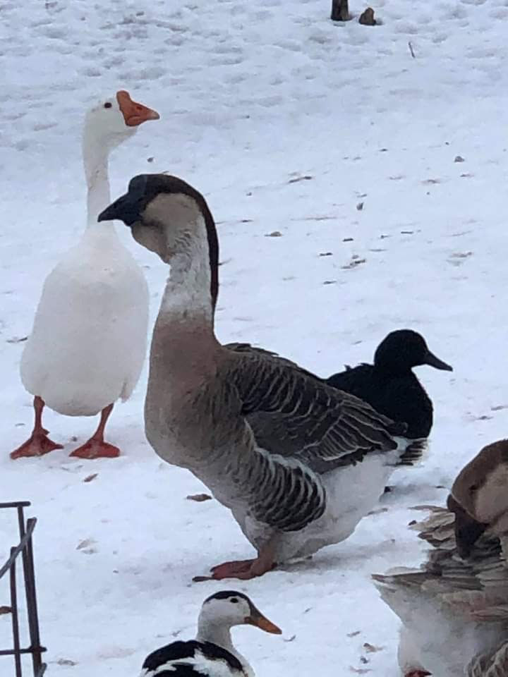 Thumbnail: 6+Hatching Eggs: AFRICAN