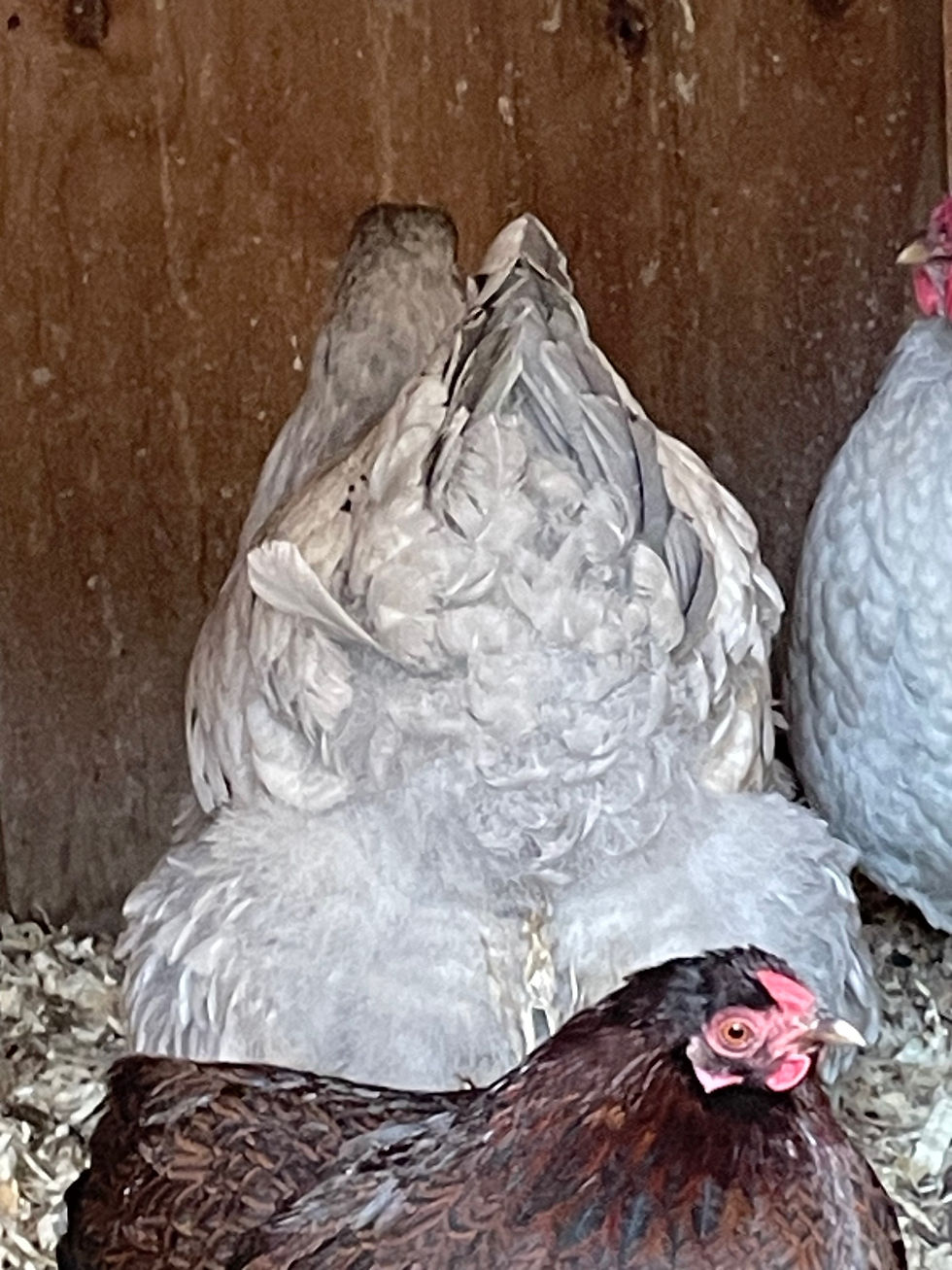 Thumbnail: 12+ Hatching Eggs: LAVENDER LACED SILVER WYANDOTTE