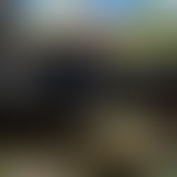 a binturong lounges on a log in their zoo enclosure