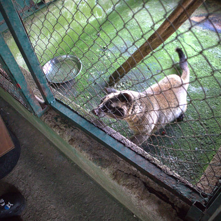 195 Organisations Call for Civet Coffee Tourism Ban