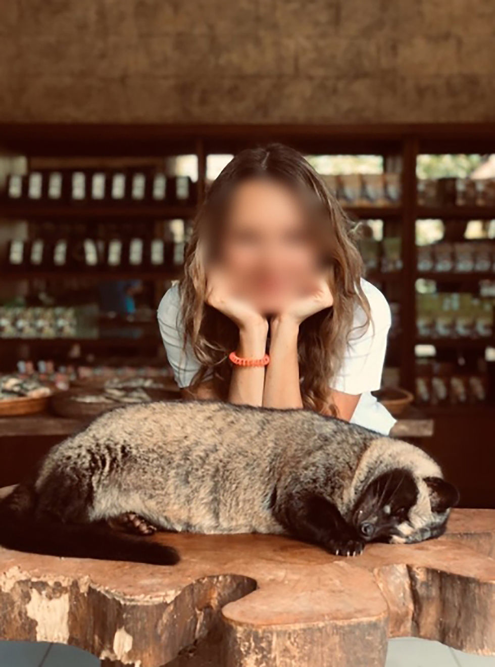 A tourist poses next to a sedated civet in the cafe of a kopi luwak plantation (photo credit: anonymous TripAdvisor reviewer