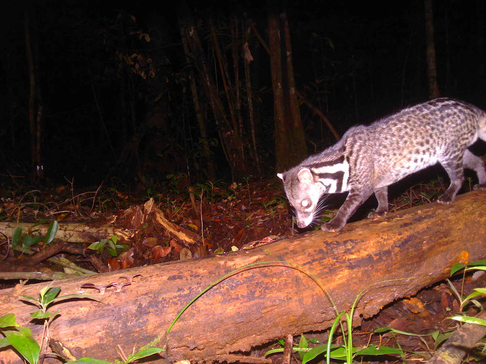 Camera-Trap 'By-Catch' Sheds New Light on Borneo's Elusive Civets
