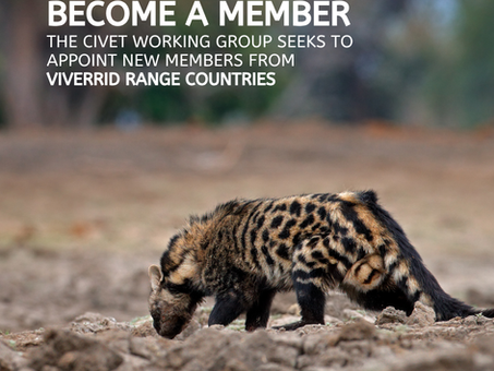 An African civet