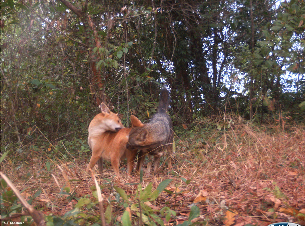 Jackal (Photo credit: Dr Shameer)