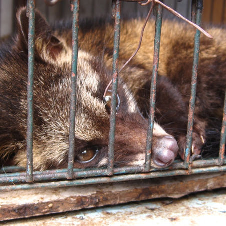 civet in cage