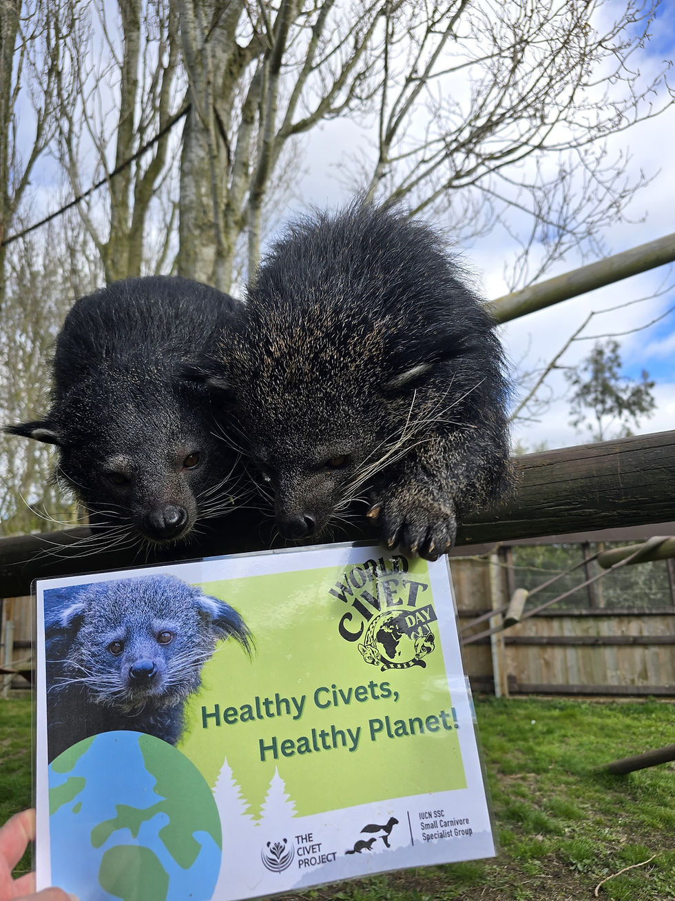 WCD is celebrated by the resident binturong at Hamerton Zoo in the UK (Photo credit: Cathy Evans)