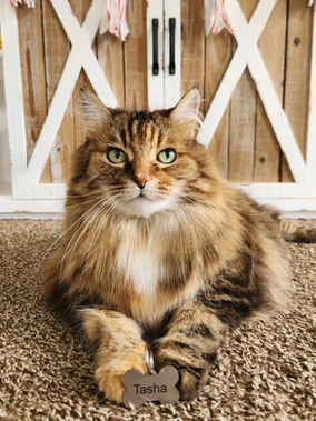 TechMark Custom Pet ID Tag