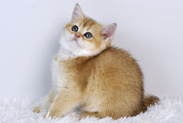 British Shorthair Golden Сhinchilla