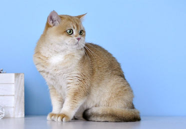 Male British Golden Chinchilla Cats and Kittens