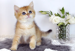 British Shorthair Golden Сhinchilla