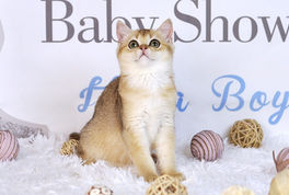 British Shorthair Golden 