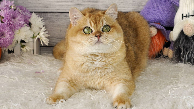 British Golden Chinchilla Cats