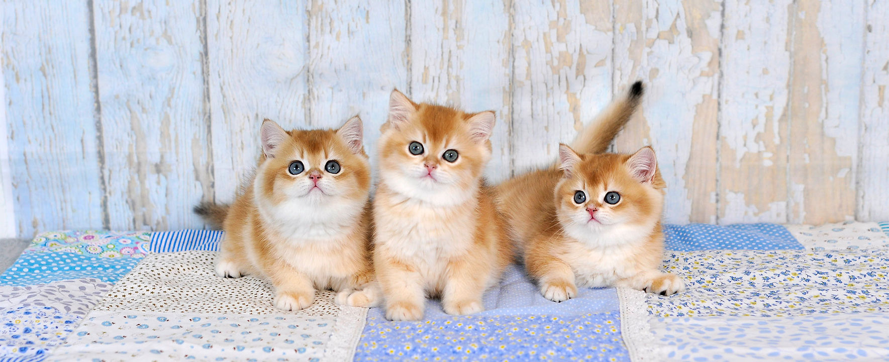 British Golden Chinchilla Kittens ny12 for sale